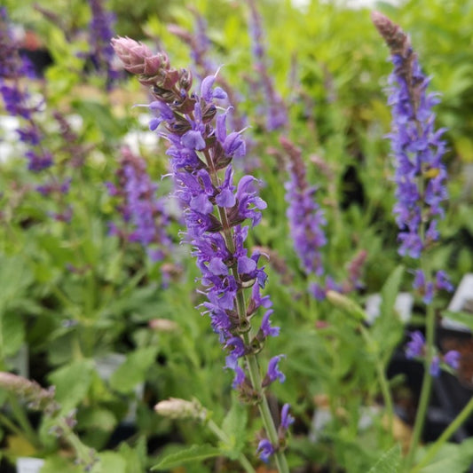 Ligeti zsálya (Salvia nemorosa 'Blauhügel')
