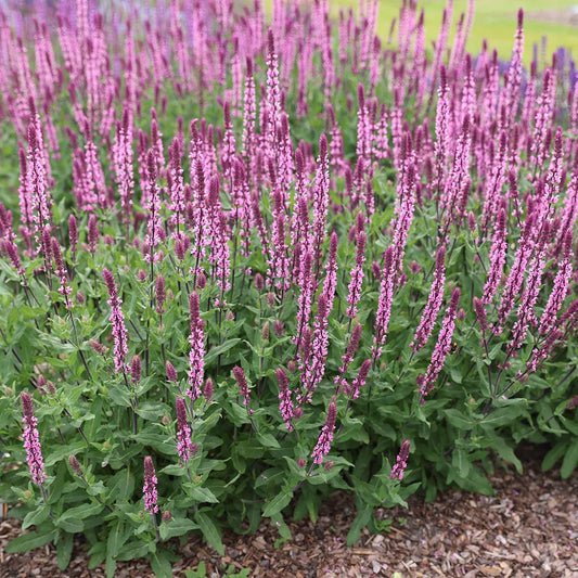 Ligeti zsálya (Salvia nemorosa 'Caradonna Pink')