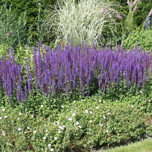 Ligeti zsálya (Salvia nemorosa 'Jan Spruyt')