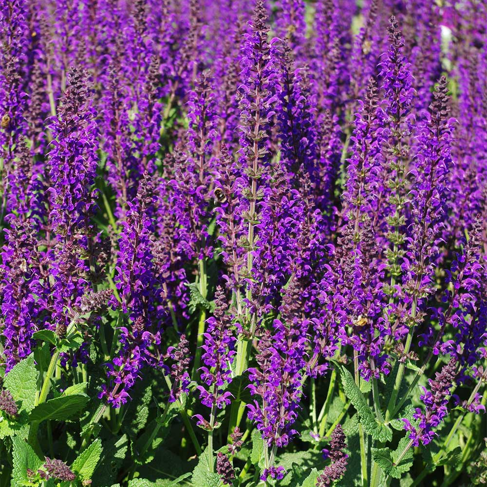 Ligeti zsálya (Salvia nemorosa 'Mainacht')