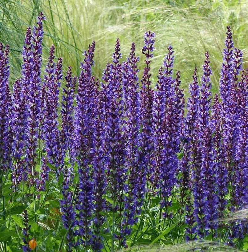 Ligeti zsálya (Salvia nemorosa 'Mainacht')