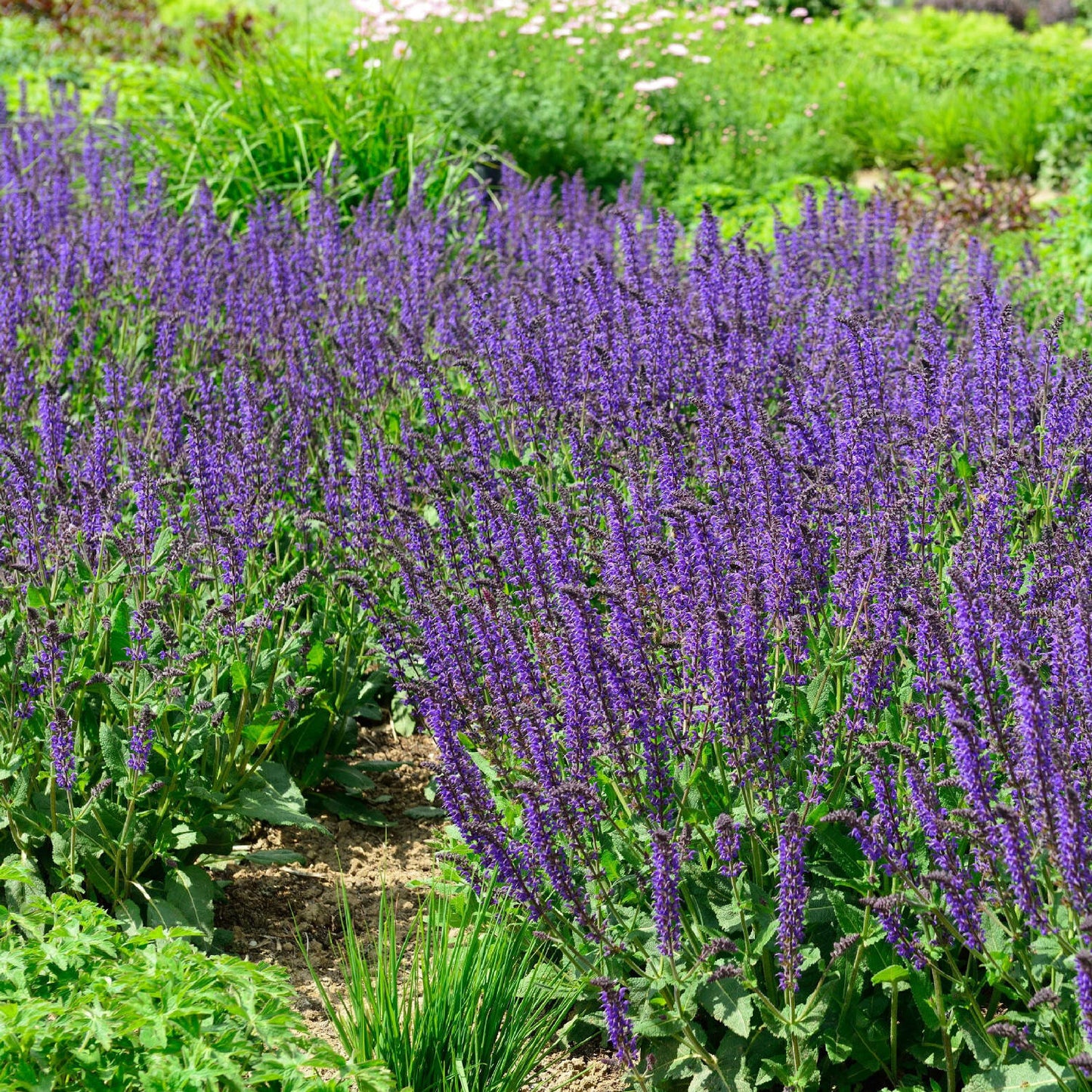 Ligeti zsálya (Salvia nemorosa 'Mainacht')