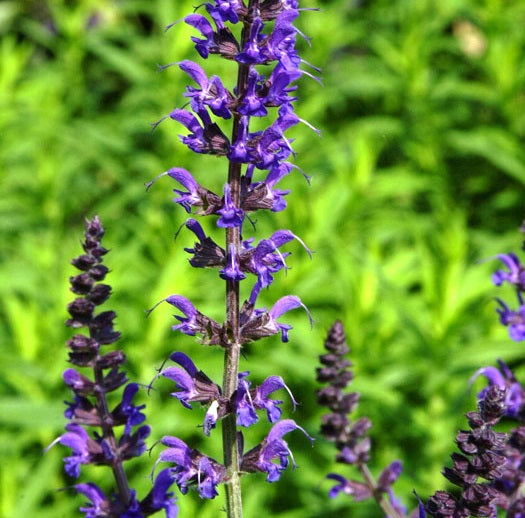 Ligeti zsálya (Salvia nemorosa 'Mainacht')