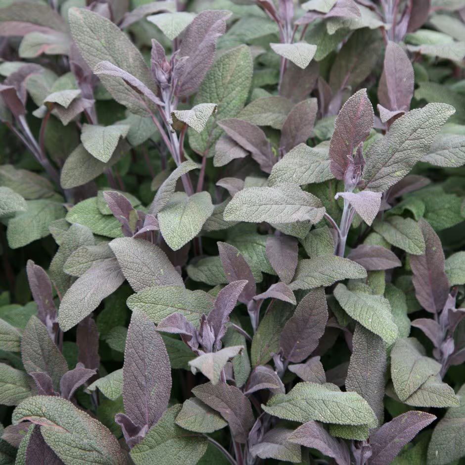 Kerti zsálya (Salvia officinalis 'Purpurascens')