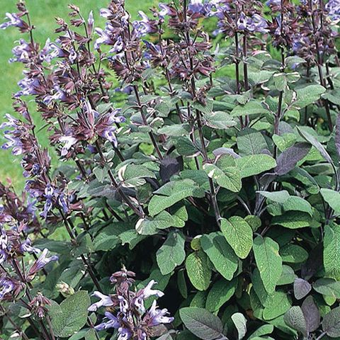 Kerti zsálya (Salvia officinalis 'Purpurascens')