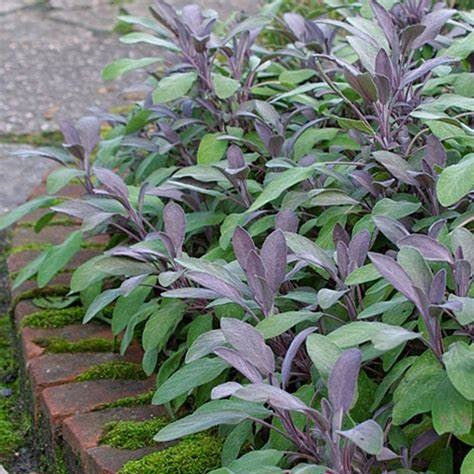 Kerti zsálya (Salvia officinalis 'Purpurascens')