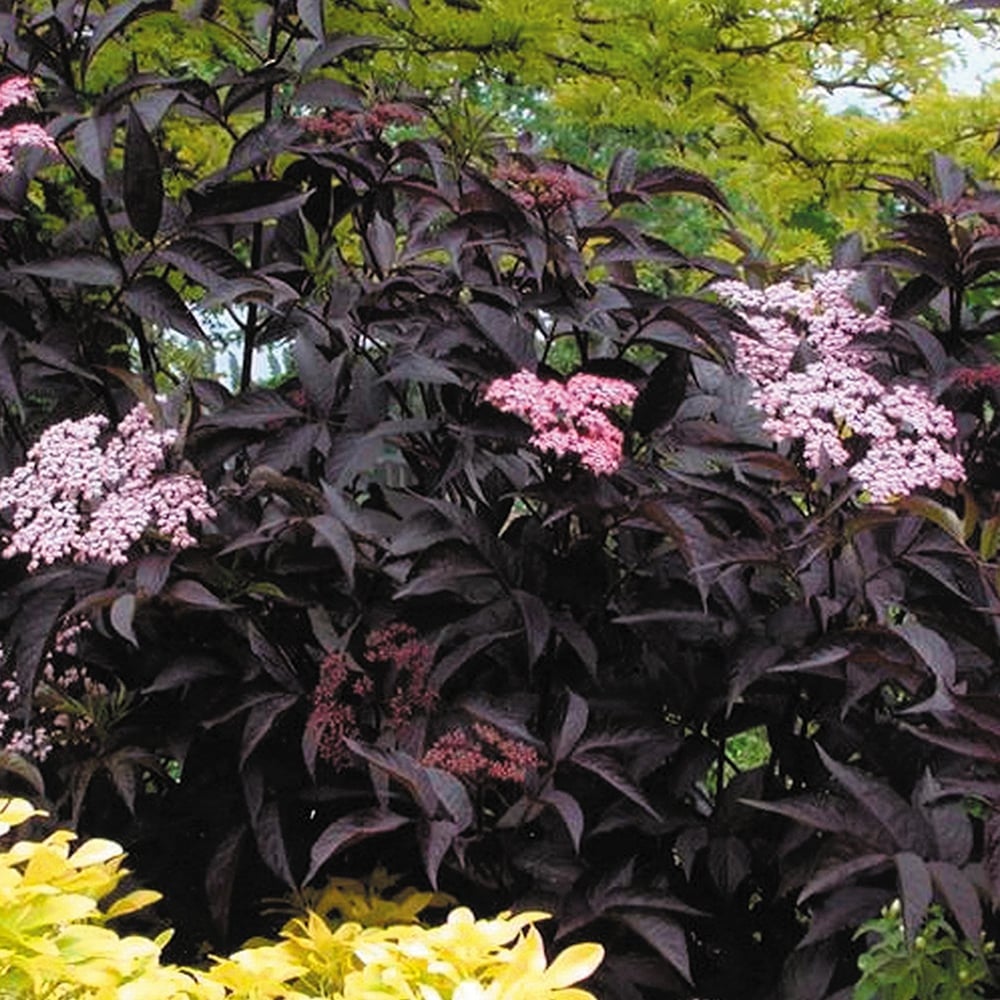 Fekete bodza (Sambucus nigra 'Black Beauty')