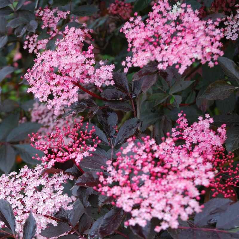 Fekete bodza (Sambucus nigra 'Black Beauty')