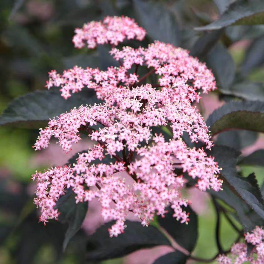 Fekete bodza (Sambucus nigra 'Black Beauty')