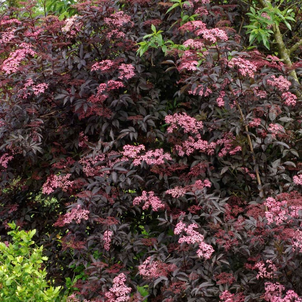 Fekete bodza (Sambucus nigra 'Black Beauty')