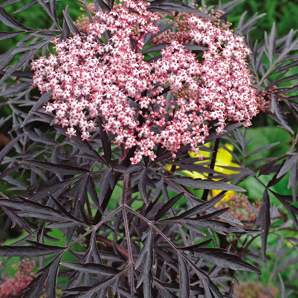 Bodza (Sambucus nigra 'Black Lace')