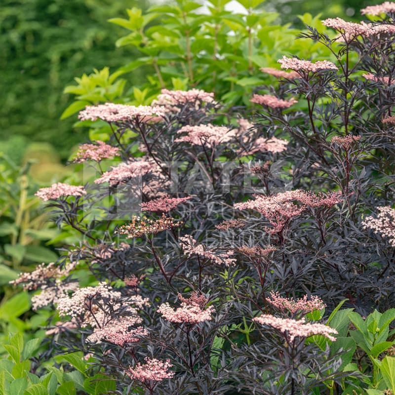 Bodza (Sambucus nigra 'Black Lace')