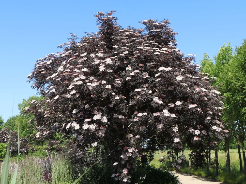 Bodza (Sambucus nigra 'Black Lace')