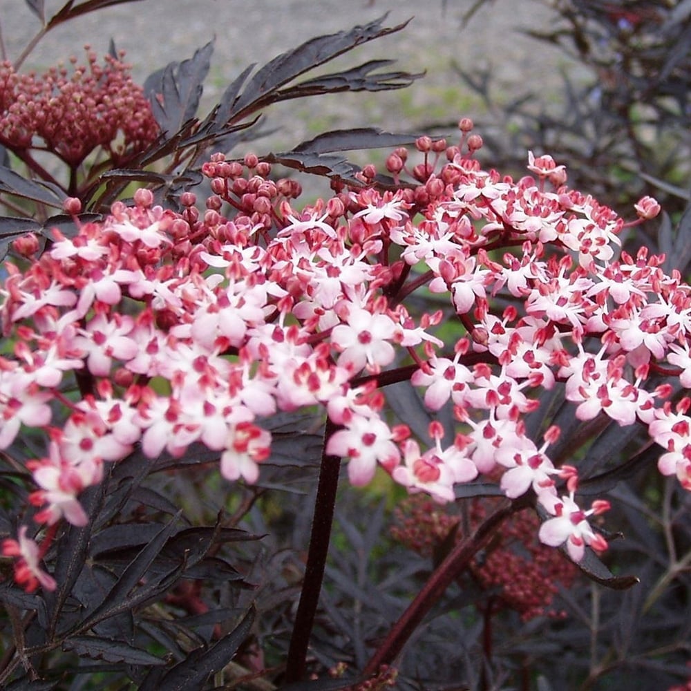 Bodza (Sambucus nigra 'Black Lace')