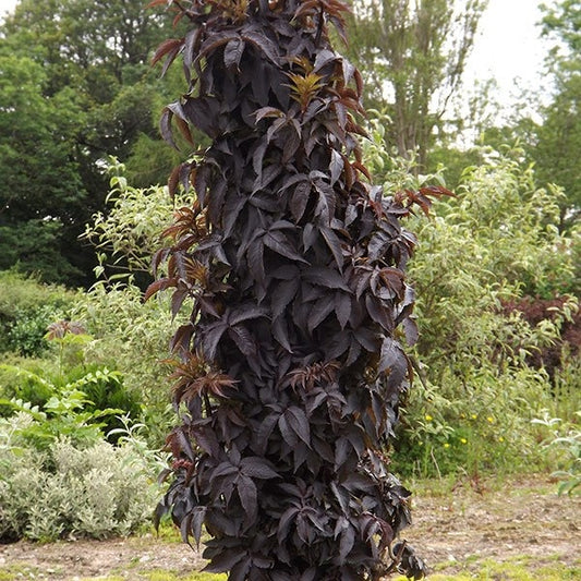Bodza (Sambucus nigra 'Black Tower')