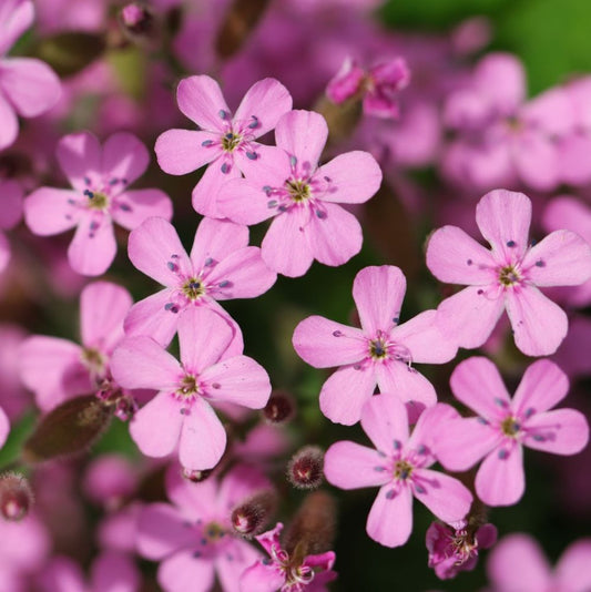 Gyepes szappanfű (Saponaria ocymoides)