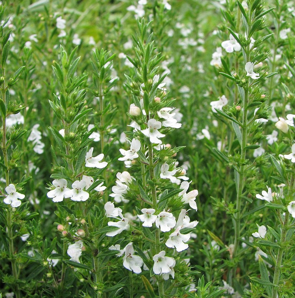 Borsikafű (Satureja montana)