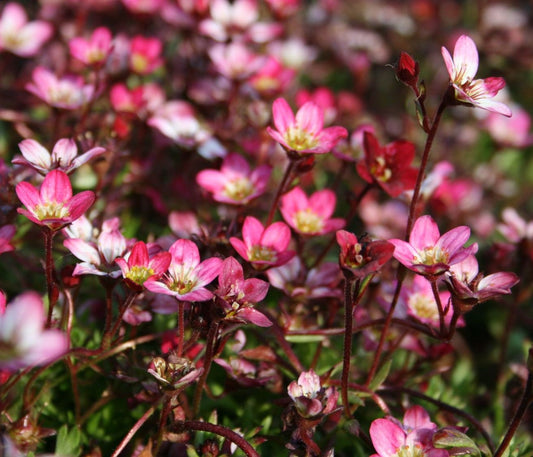 Mohalevelű kőtörőfű (Saxifraga x arendsii 'Peter Pan')