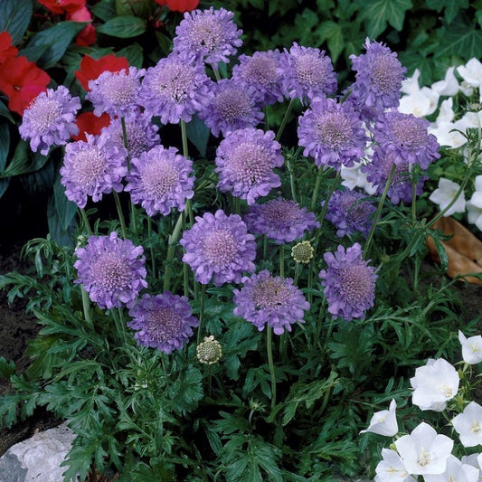 Galambszínű ördögszem (Scabiosa columbaria 'Butterfly Blue')