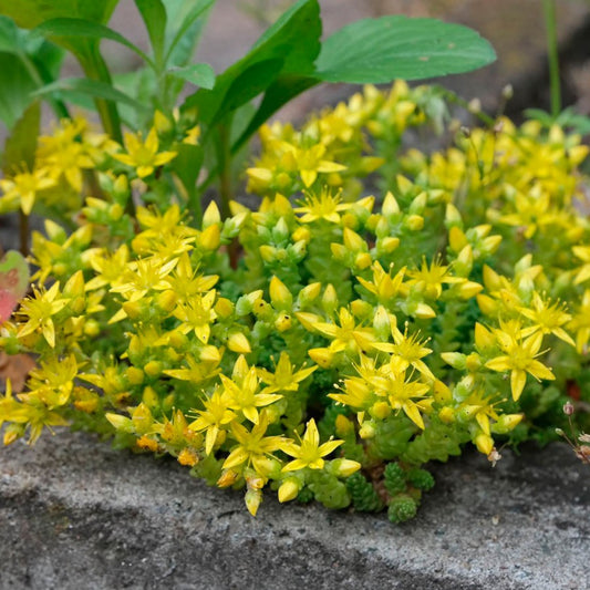 Sárga varjúháj (Sedum acre 'Aureum')