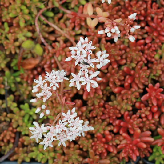 Varjúháj (Sedum album 'Coral Carpet')