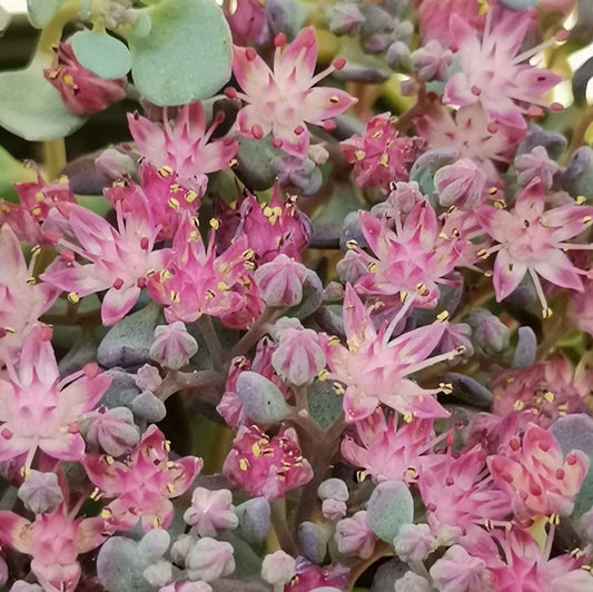 Japán varjúháj (Sedum cauticola)