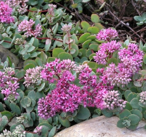 Himalájai varjúháj (Sedum ewersii)