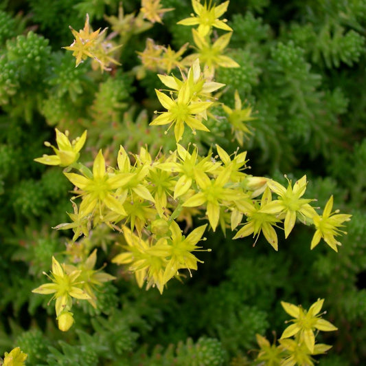 Hatsoros varjúháj (Sedum sexangulare)