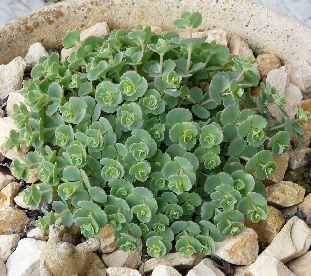 Októberi varjúháj (Sedum sieboldii)