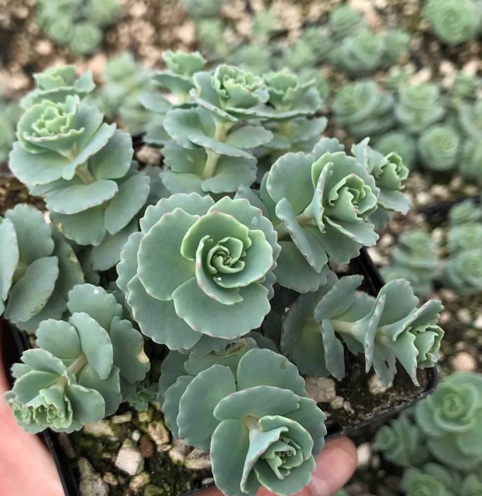 Októberi varjúháj (Sedum sieboldii)