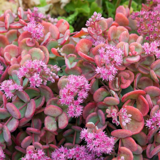 Októberi varjúháj (Sedum sieboldii)