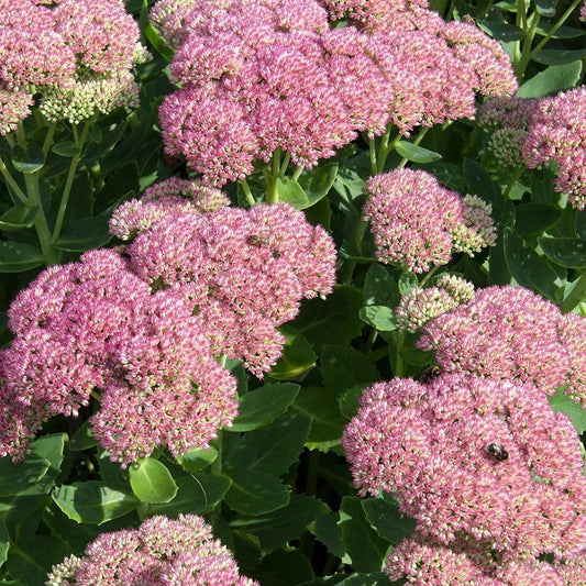Hegyi varjúháj (Sedum spectabile 'Brillant')