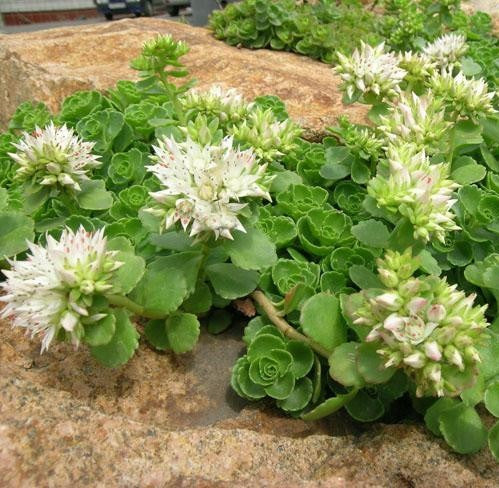 Kaukázusi varjúháj (Sedum spurium 'Album Superbum')