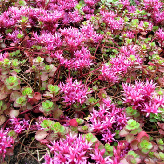 Kaukázusi varjúháj (Sedum spurium 'Coccineum')