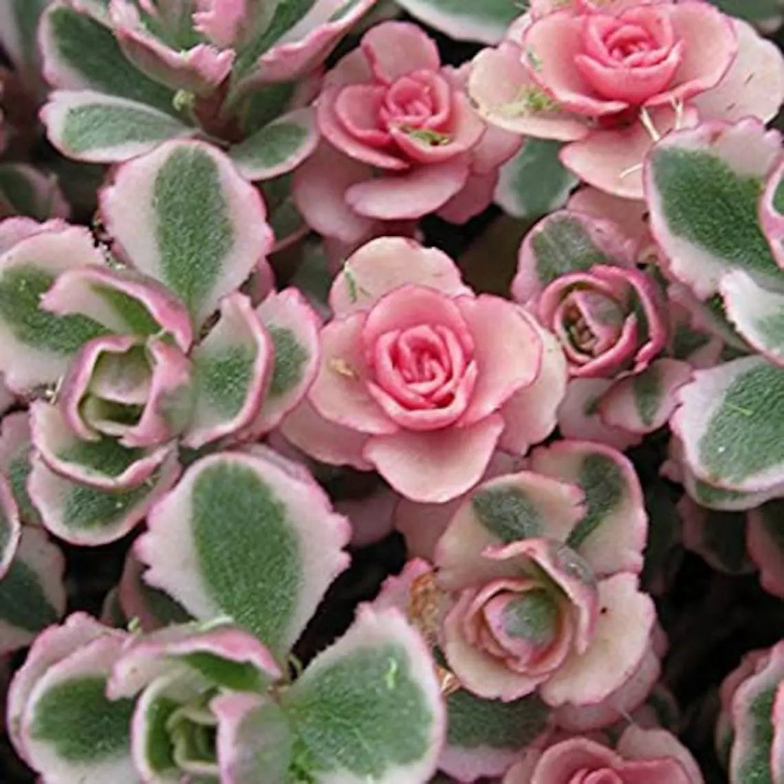 Kaukázusi varjúháj (Sedum spurium 'Tricolor')