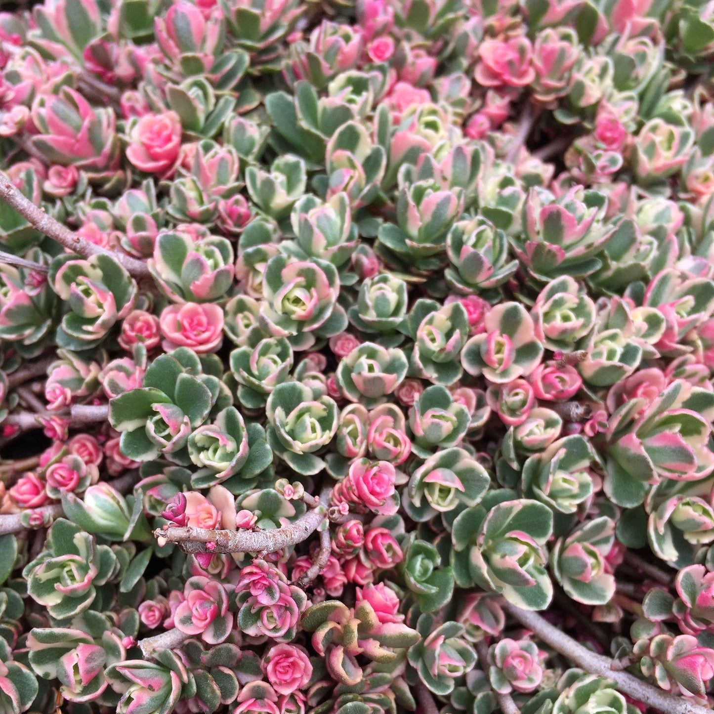Kaukázusi varjúháj (Sedum spurium 'Tricolor')