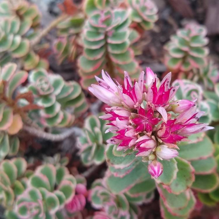 Kaukázusi varjúháj (Sedum spurium 'Tricolor')