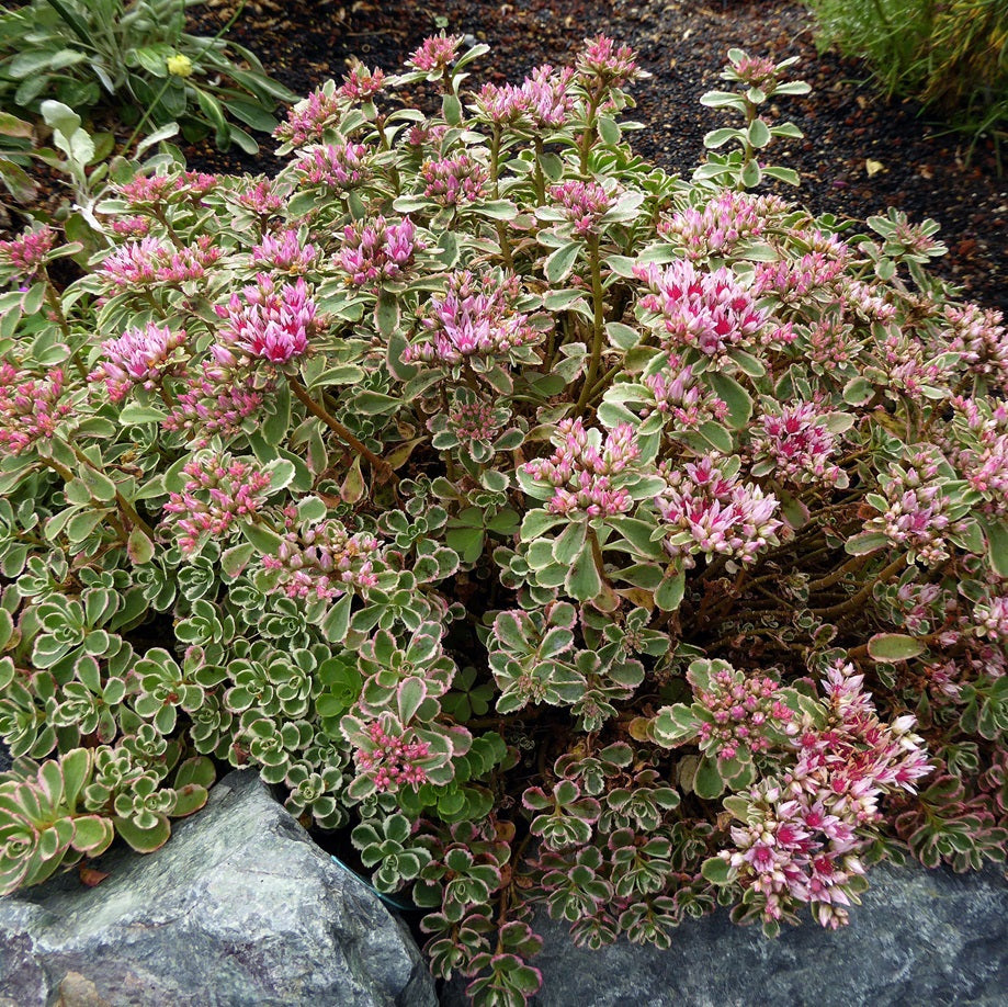 Kaukázusi varjúháj (Sedum spurium 'Tricolor')