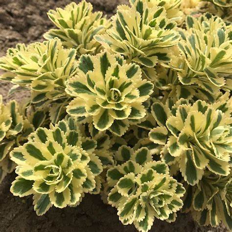 Koreai varjúháj (Sedum takesimense 'Atlantis')