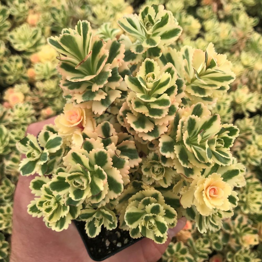 Koreai varjúháj (Sedum takesimense 'Atlantis')