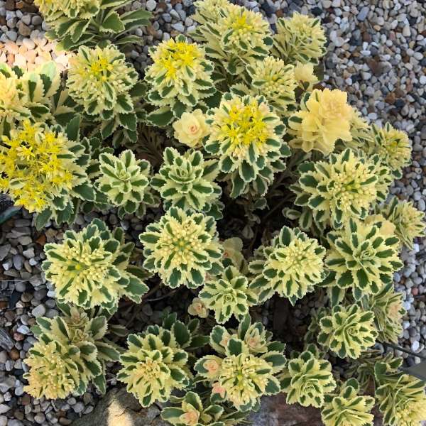 Koreai varjúháj (Sedum takesimense 'Atlantis')