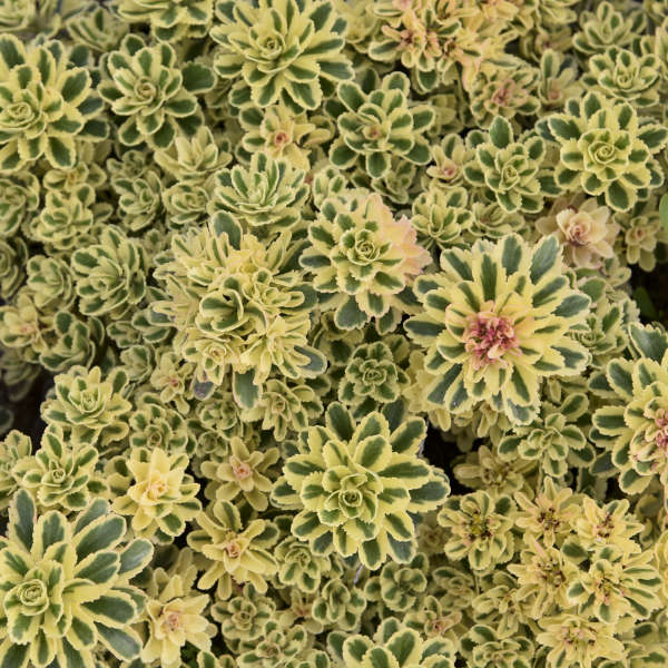 Koreai varjúháj (Sedum takesimense 'Atlantis')