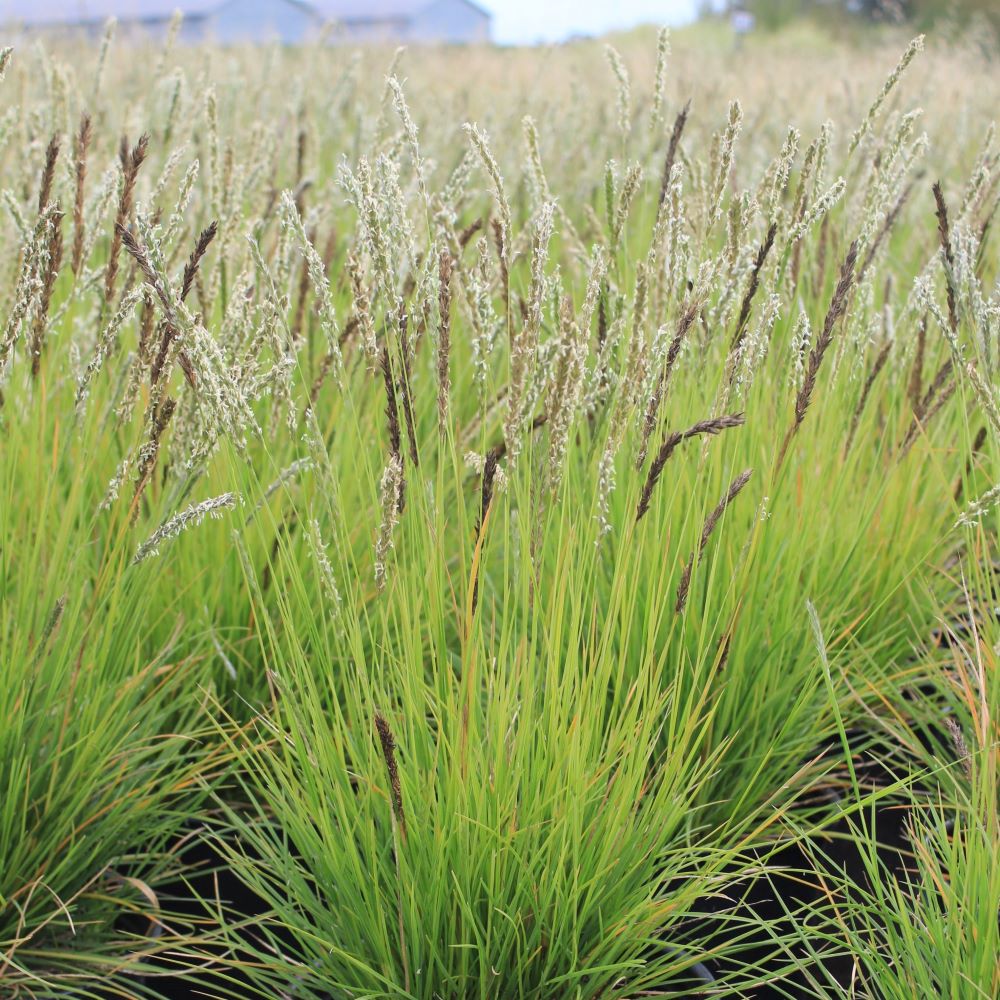 Nyúlfarkfű (Sesleria autumnalis)