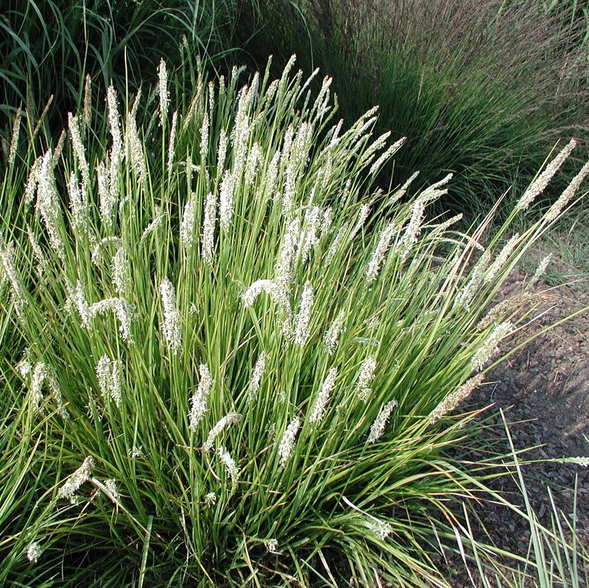 Nyúlfarkfű (Sesleria autumnalis)