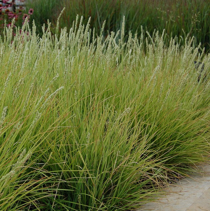 Nyúlfarkfű (Sesleria autumnalis)