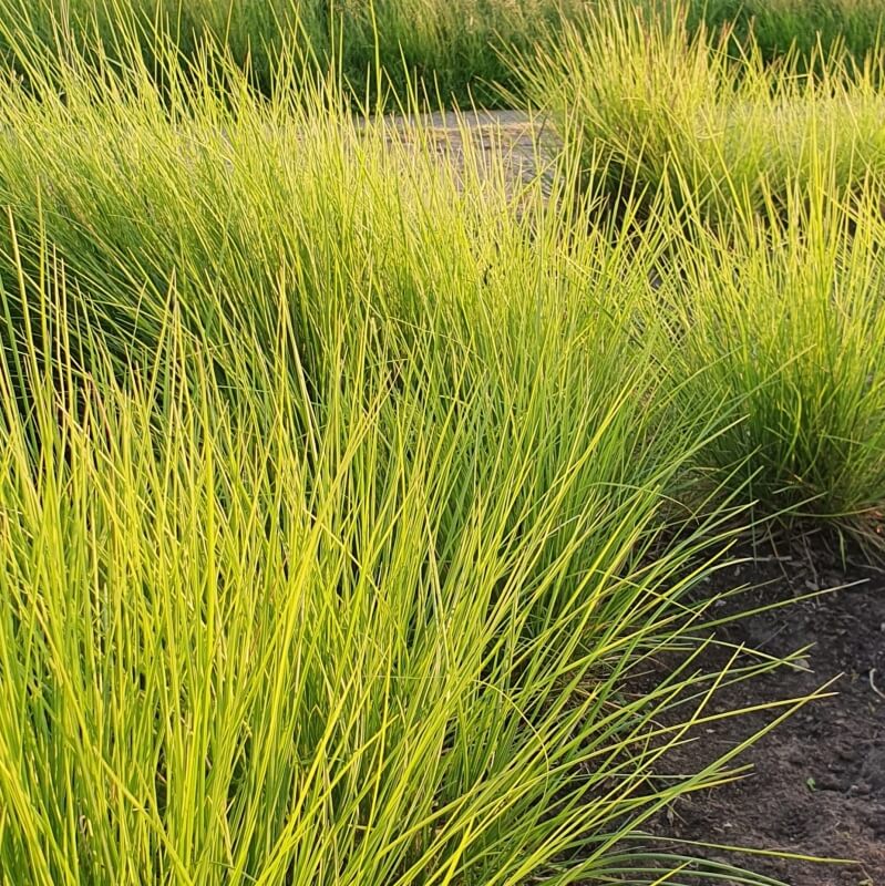 Nyúlfarkfű (Sesleria autumnalis)