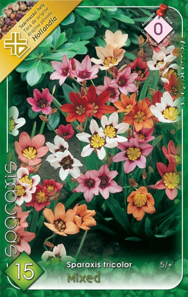 Cigányvirág, színkeverék (Sparaxis tricolor)