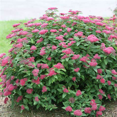 Japán gyöngyvessző (Spiraea japonica 'Anthony Waterer')