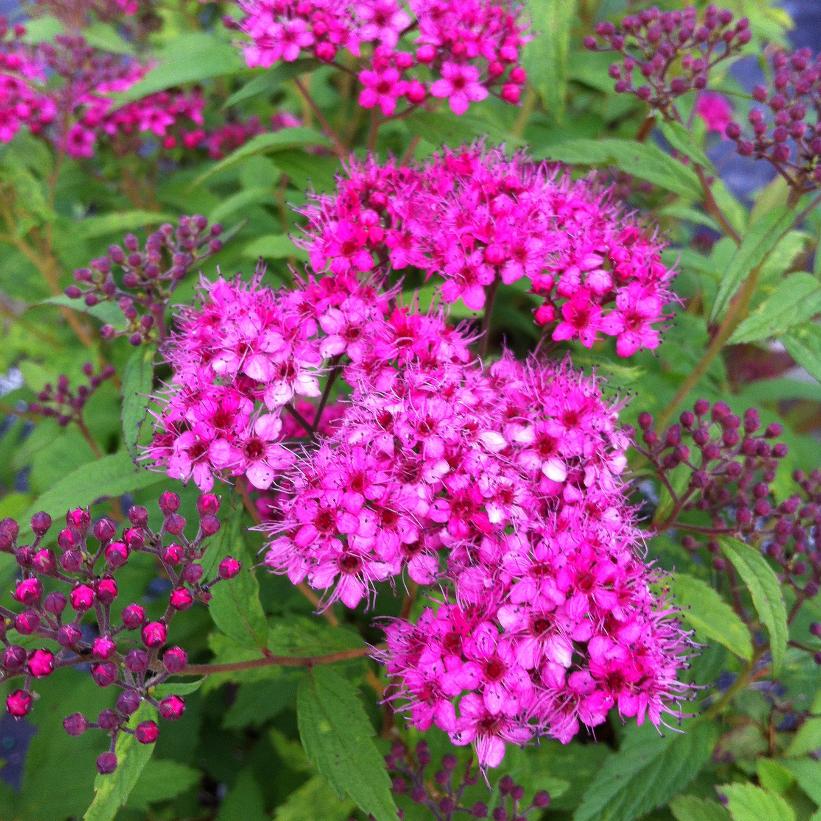 Japán gyöngyvessző (Spiraea japonica 'Anthony Waterer')