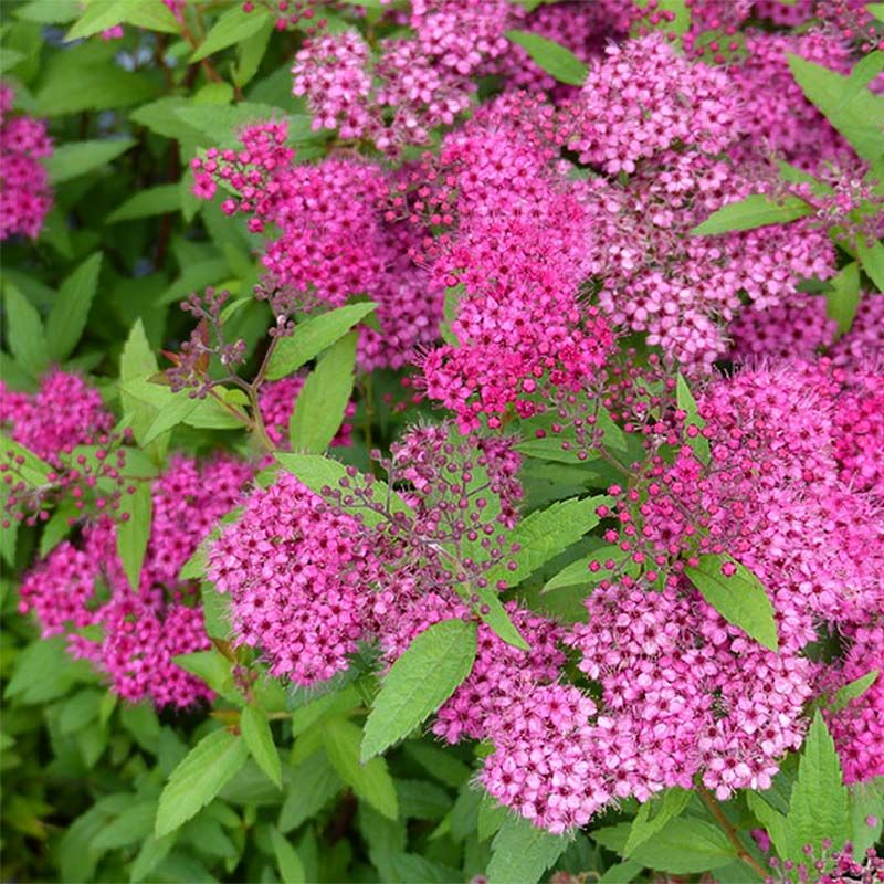 Japán gyöngyvessző (Spiraea japonica 'Anthony Waterer')